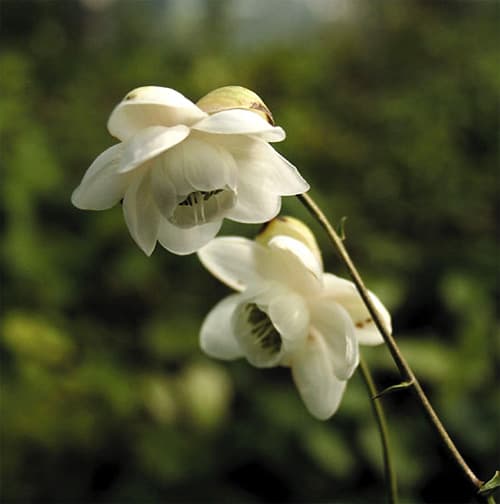 Anemonopsis macrophylla f. albiflora Rippülane